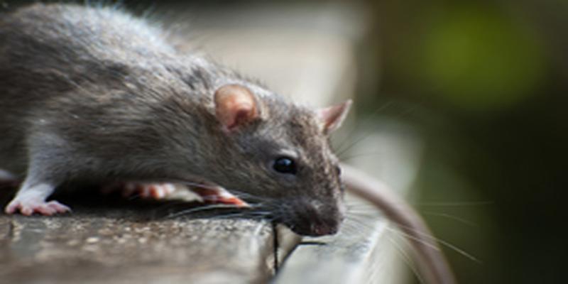 Ratte auf einer Terrasse